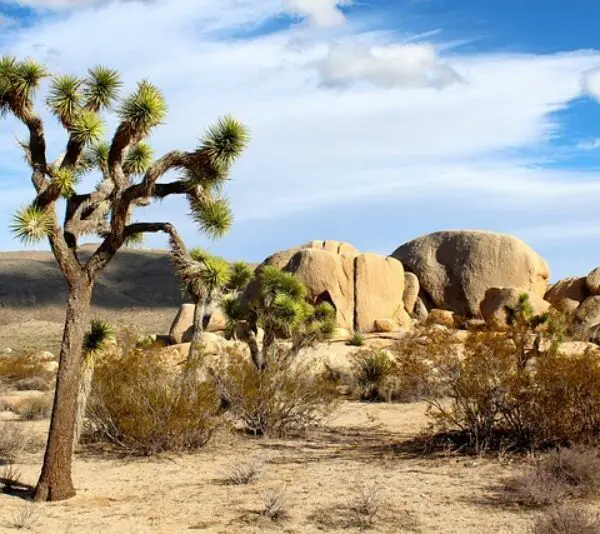 Joshua Tree: Spiritual Meaning, Significance, and More!
