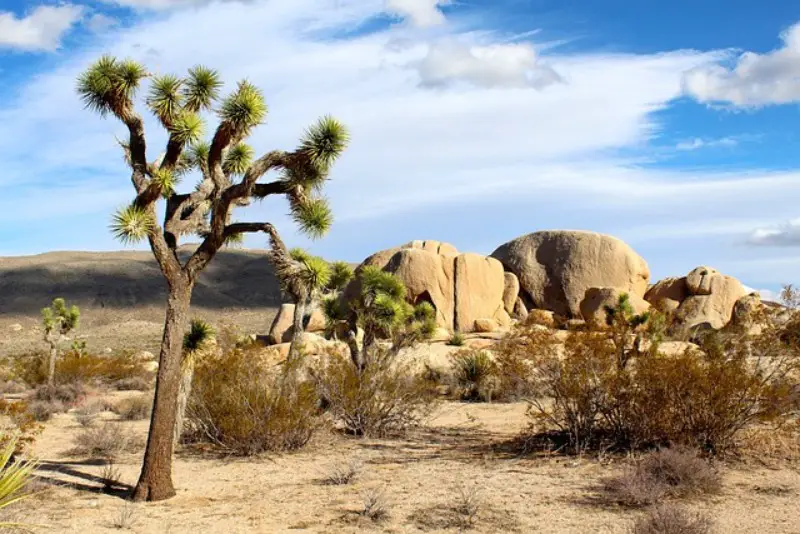 Joshua Tree Spiritual Meaning, Significance, and More!